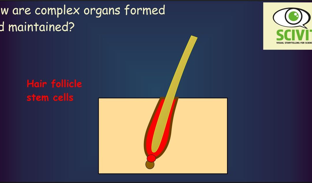 How are complex organs formed and maintained?