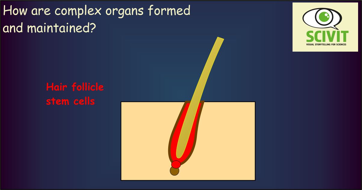 How are complex organs formed and maintained?
