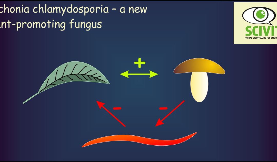 Pochonia chlamydosporia – a new plant-promoting fungus