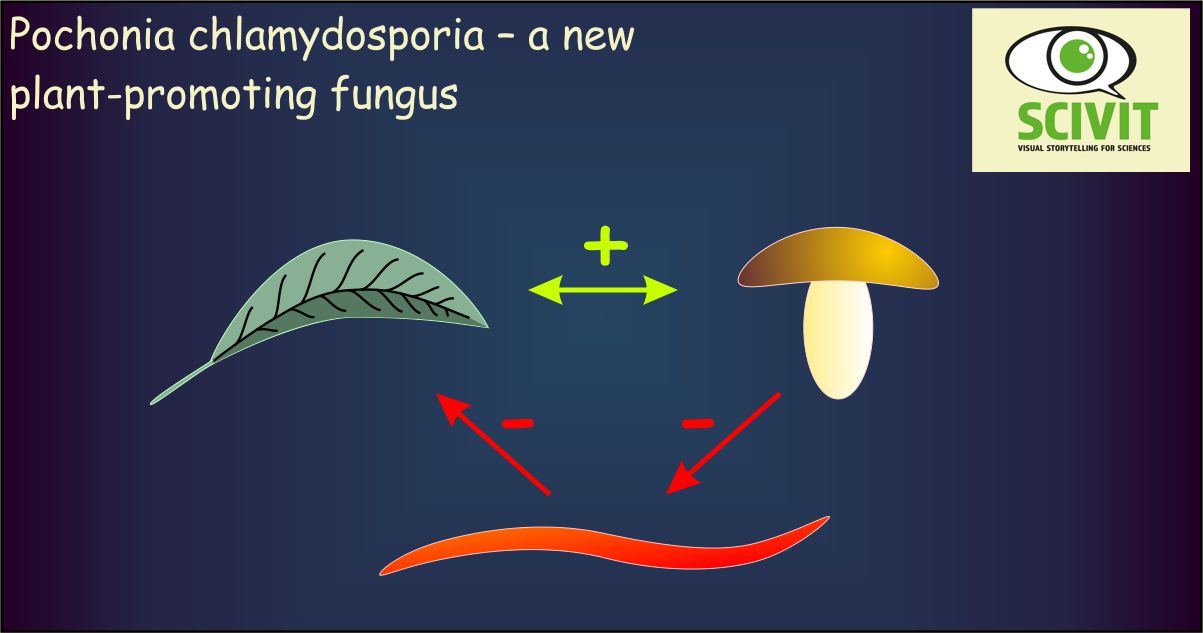 Pochonia chlamydosporia – a new plant-promoting fungus