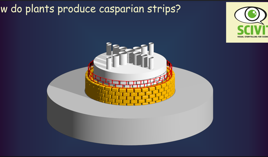 How do plants produce Casparian strips?