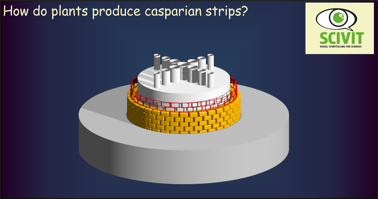 How do plants produce Casparian strips?