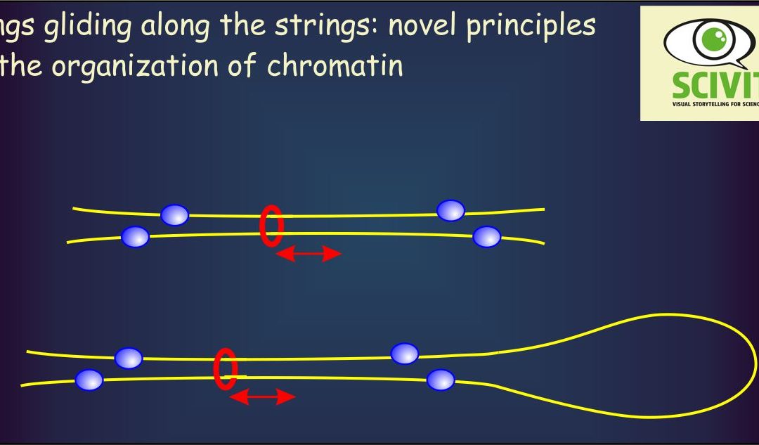 About rings and strings: novel principles in the organization of chromatin