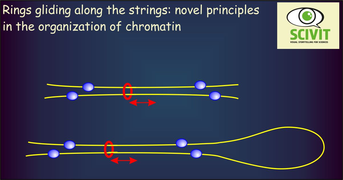 About rings and strings: novel principles in the organization of chromatin