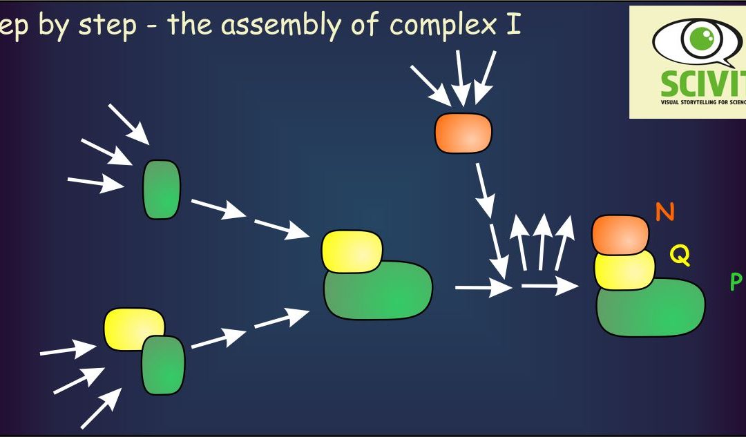 Step by step – the assembly of complex I