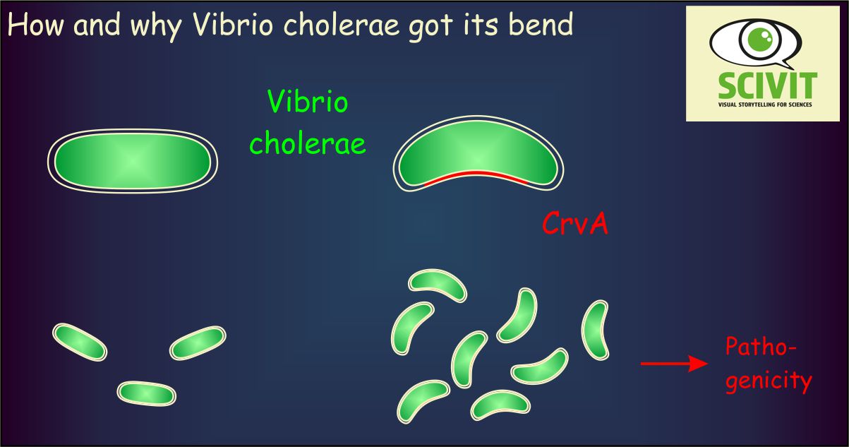 How and why vibrio cholerae got its bend