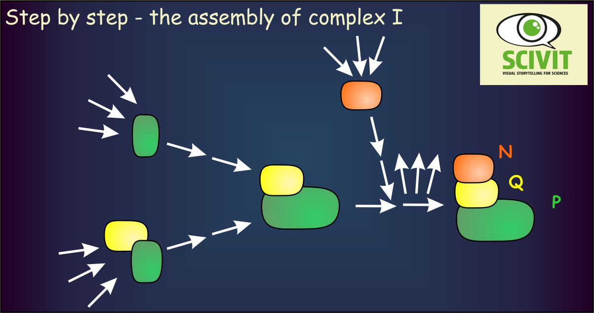 Step by step - the assembly of complex I