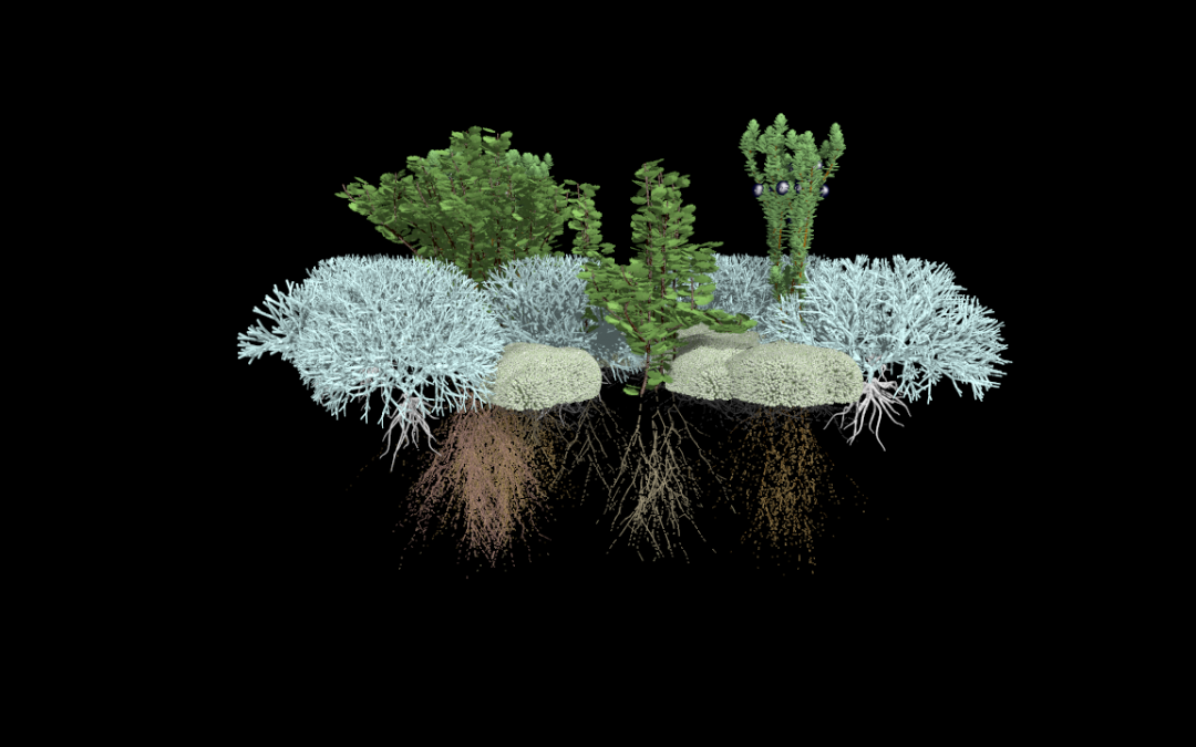 Virtual ecosystems: tundra plants