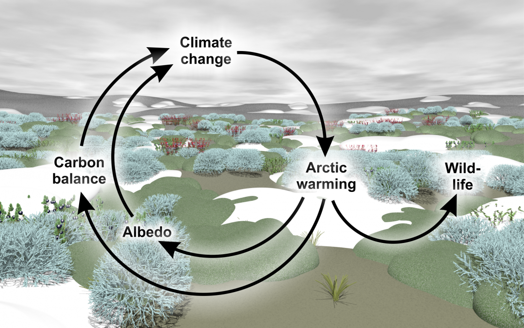 Scivit Newsletter: The tundra biome – a hotspot of climate change