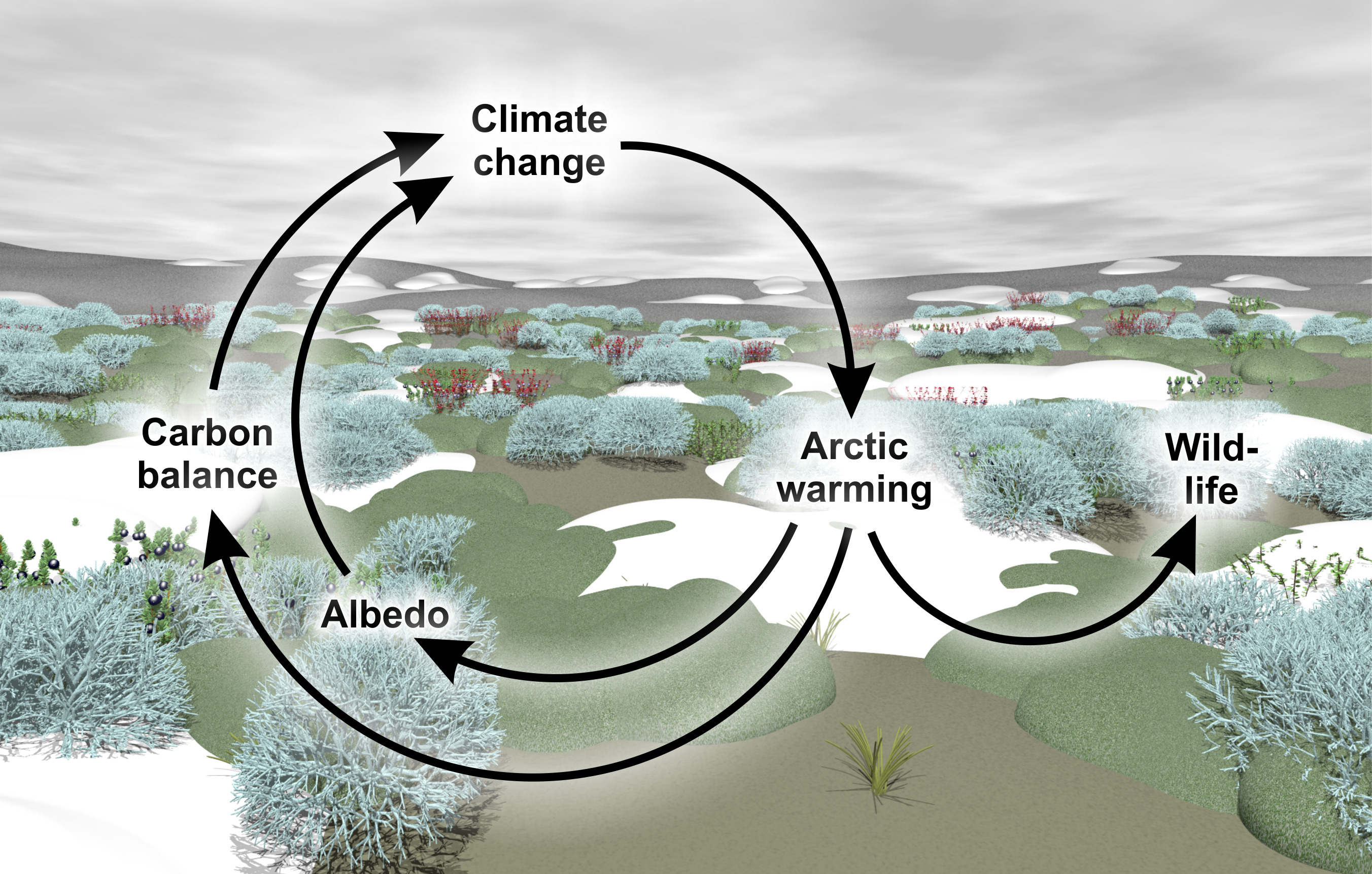 The tundra biome - a hotspot of climate change