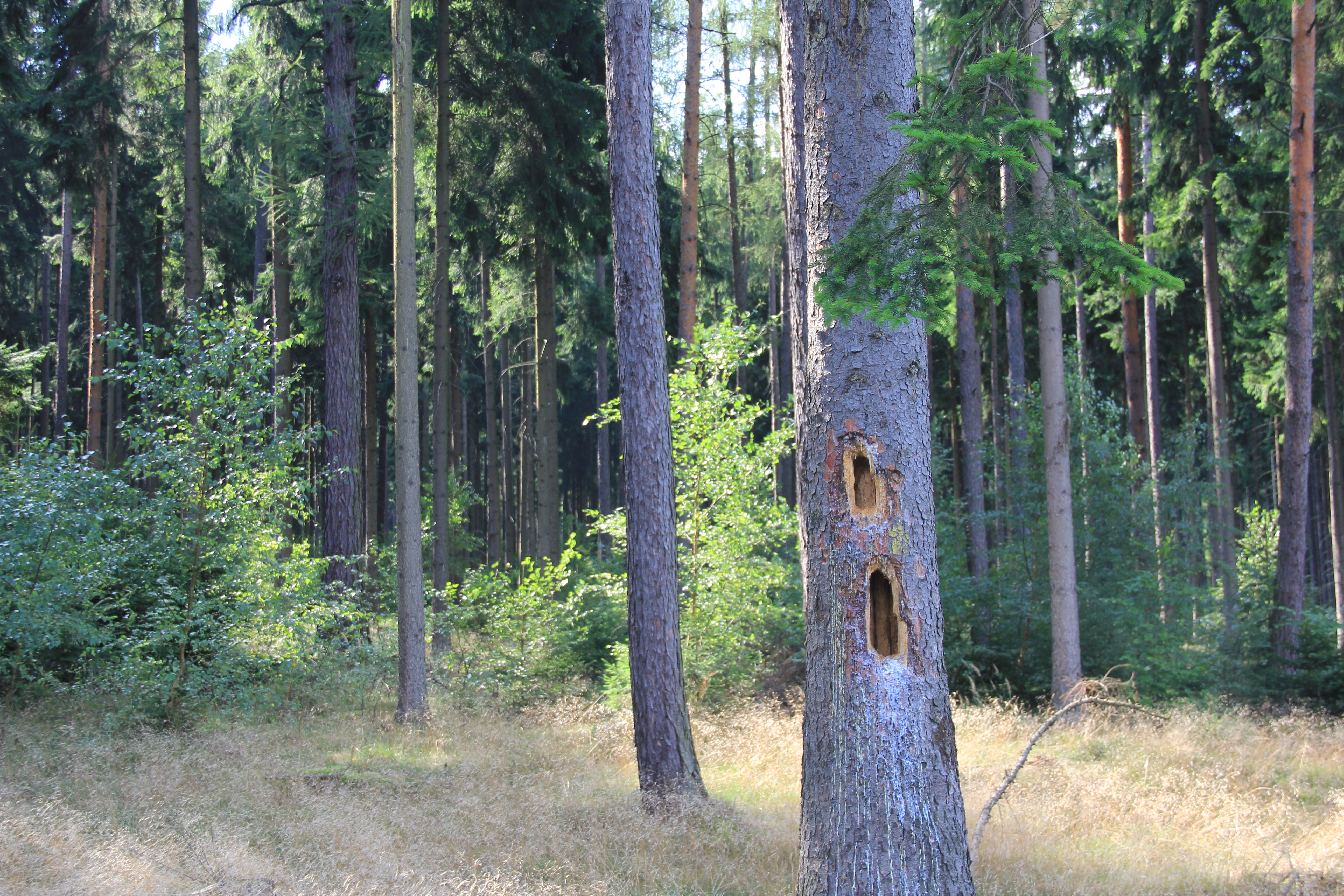 Mountain forest close to Zittau