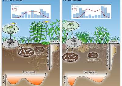 Soil biology under climate change
