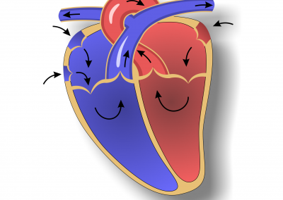 Heart anatomy