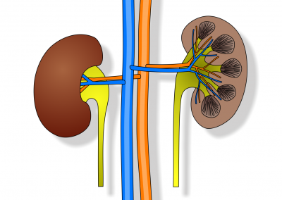 Renal anatomy