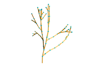 Topology of the respiratory chain