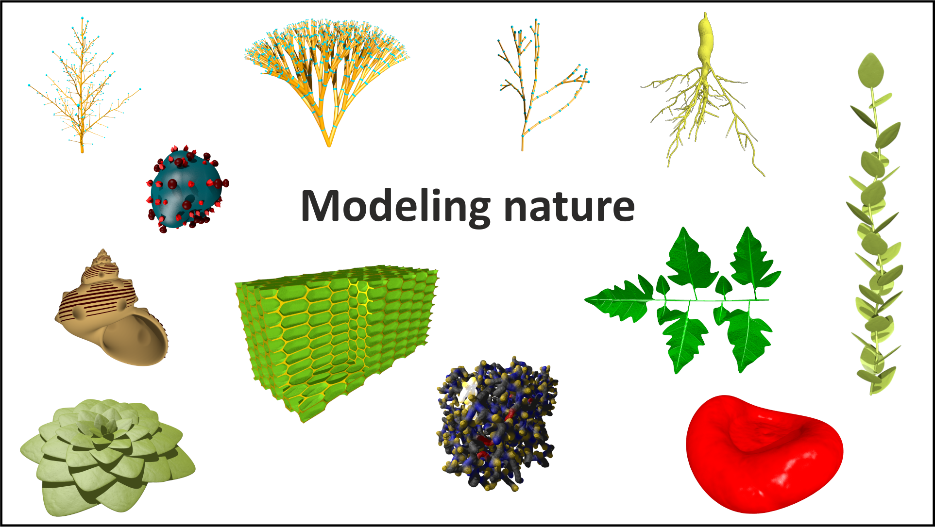 3D modelling of natural structures