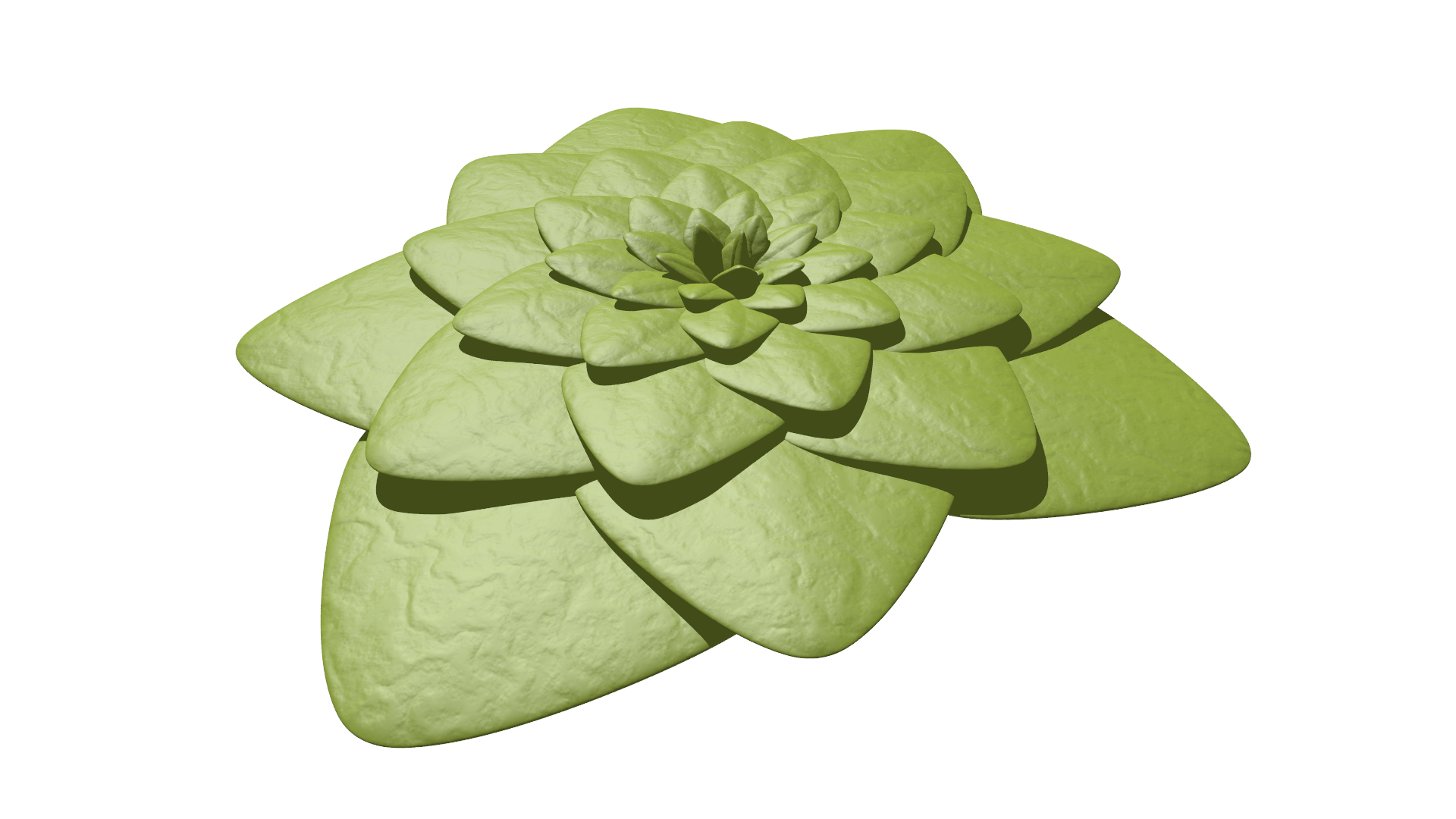 Aeonium - leaf positioning according to the golden angle