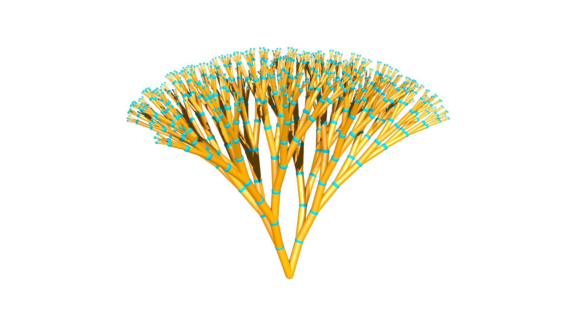 Dichotomous branching