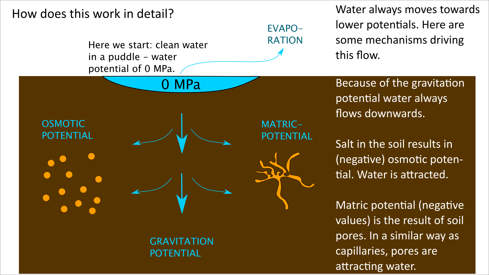 water potential, osmotic potential, gravitation potential, matric potential