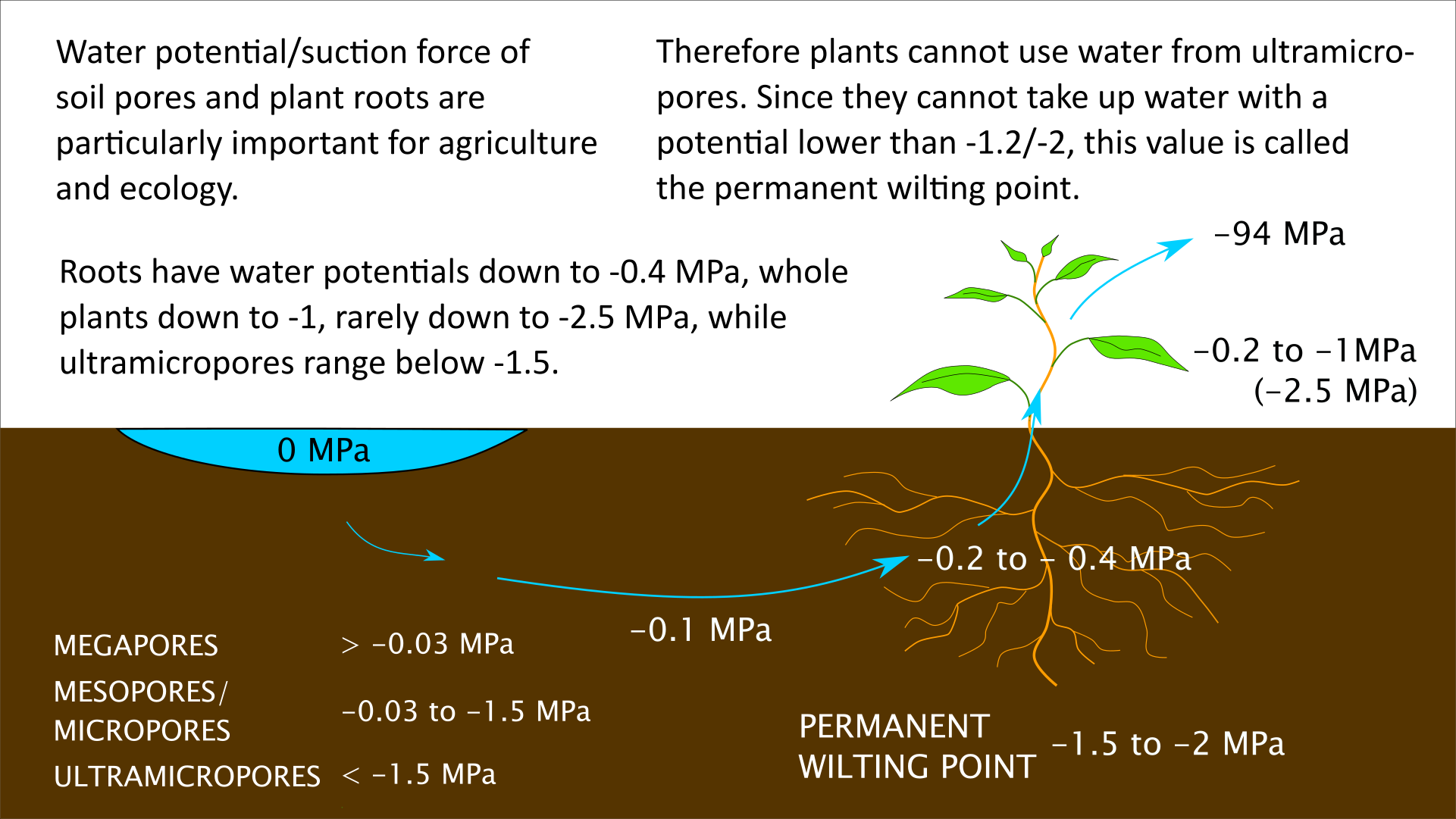 water potential and soil pores