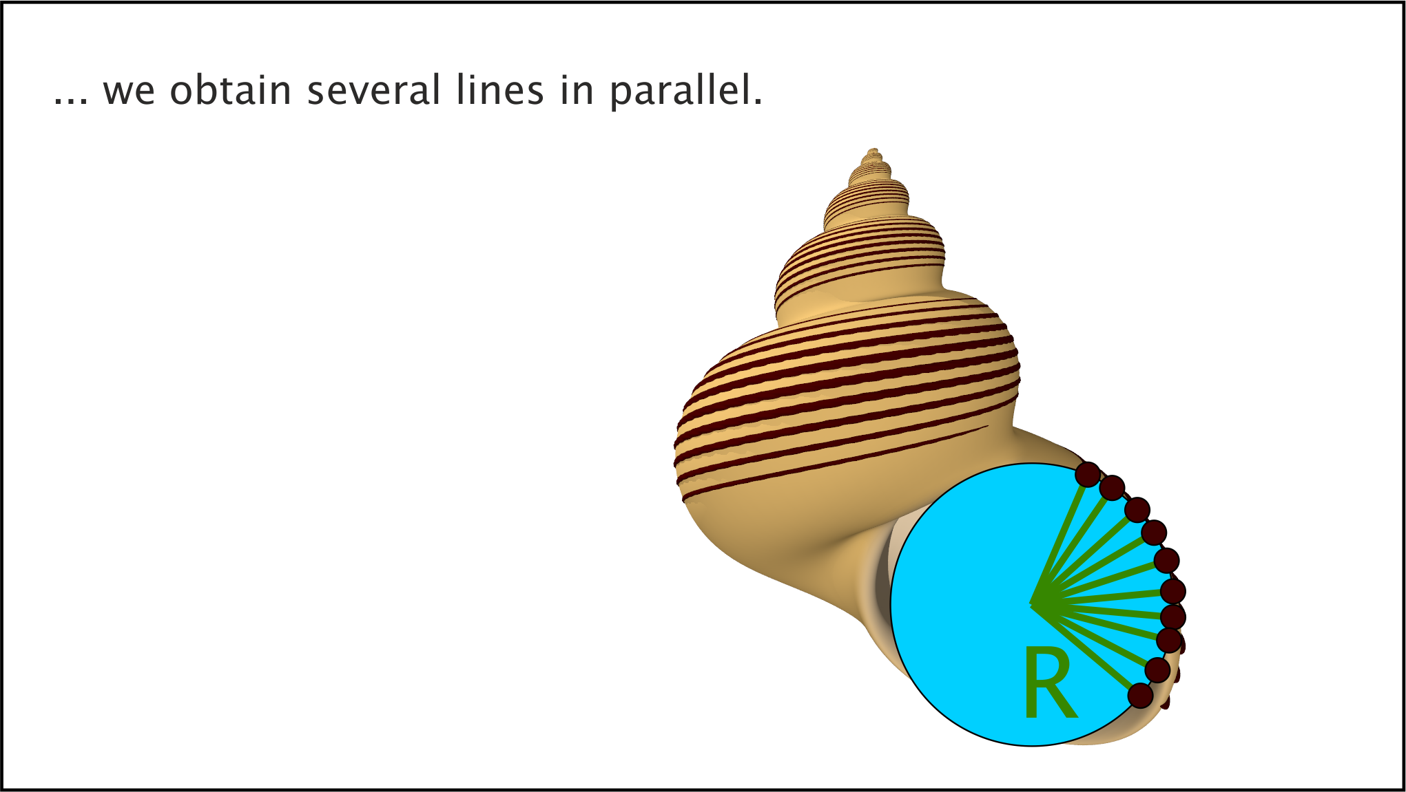 Snail shells; decorative stripes Snail shells; decorative stripes