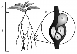 Scientific Figure