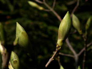 Berg-Ahorn (Acer pseudoplatanus, Brocken)