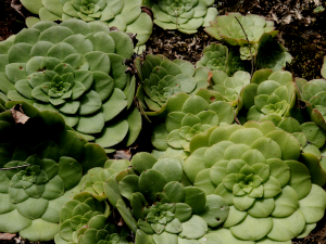 Aeonium (Madeira)