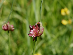 Allium