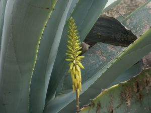 Aloe (Madeira)