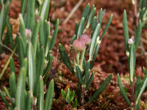 Rosmarinheide (Andromeda polifolia, Brocken)