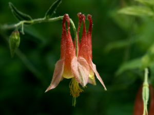 Akelei (Aquilegia canadensis, Missouri, USA)