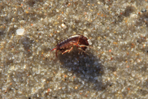 Kleinkrebs am Ostseestrand