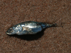 Fisch am Ostseestrand