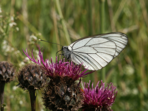 Aporia crataegi