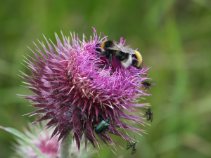 Nickende Distel (Carduus nutans, Brocken)