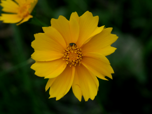 Coreopsis (Missouri, USA)