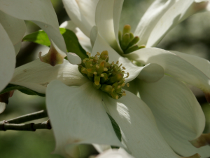 Dogwood (Cornus florida, Missouri, USA)