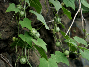 Unknown cucurbita