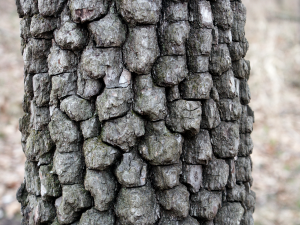 Amerikanische Persimone (Diospyros virginiana, Missouri, USA)