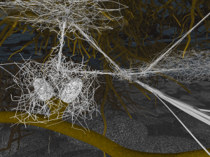 Ektomycorrhiza im Waldboden