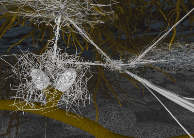 Ektomycorrhiza im Waldboden