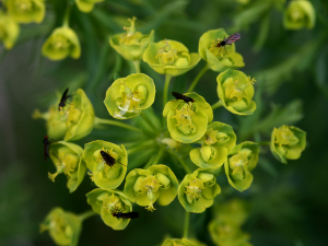 Zypressen-Wolfsmilch (Euphorbia cyparissias, Brocken)