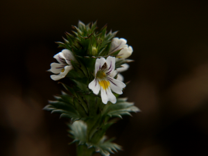 Augentrost (Euphrasia officinalis, Brocken)