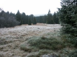Wiesen im Harz (Schierke)