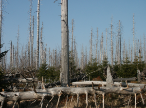 Borkenkäferschäden am Brocken