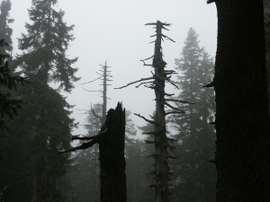 Bergwald am Brocken