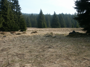 Wiese im Harz (Schierke)