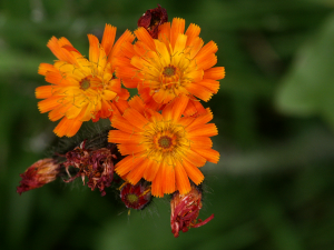 Orangerotes Habichtskraut (Hieracium auriantiacum, Brocken)