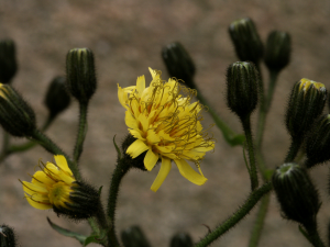 Unbekanntes Habichtskraut (Hieracium sp., Brocken)